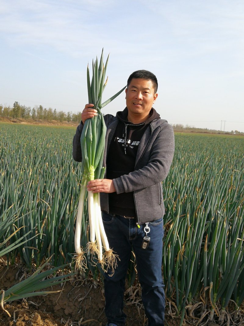 河南黄河滩自家种植新鲜大葱，绿色无公害，新鲜直达