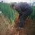 河南黄河滩自家种植新鲜大葱，绿色无公害，新鲜直达