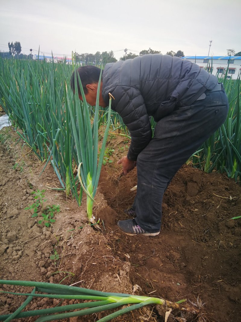 河南黄河滩自家种植新鲜大葱，绿色无公害，新鲜直达