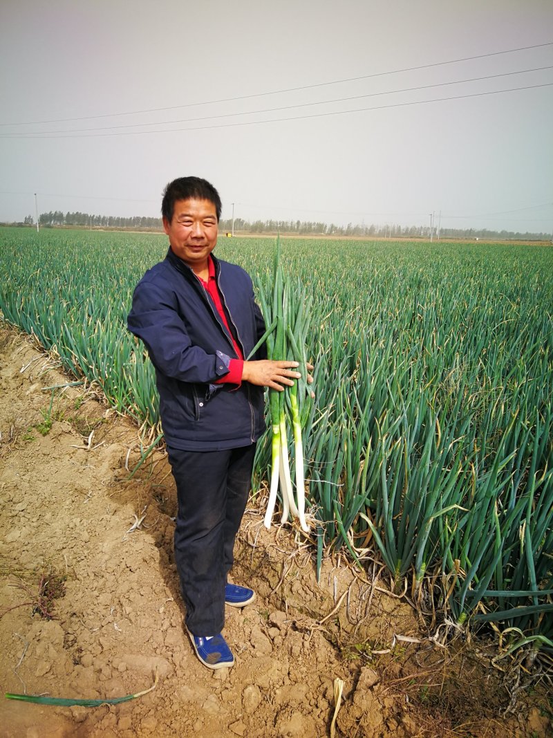 河南黄河滩自家种植新鲜大葱，绿色无公害，新鲜直达