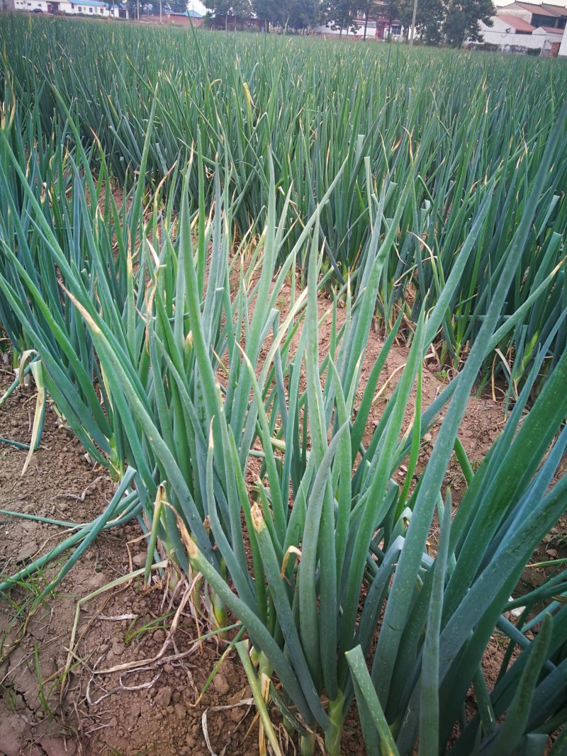 河南黄河滩自家种植新鲜大葱，绿色无公害，新鲜直达