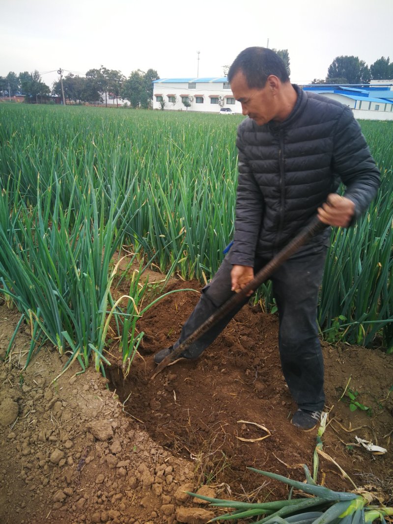 河南黄河滩自家种植新鲜大葱，绿色无公害，新鲜直达
