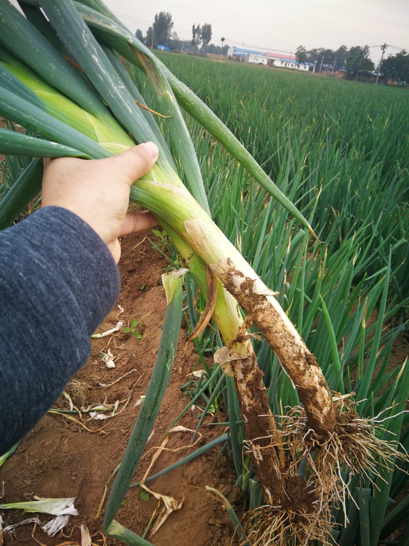 河南黄河滩自家种植新鲜大葱，绿色无公害，新鲜直达