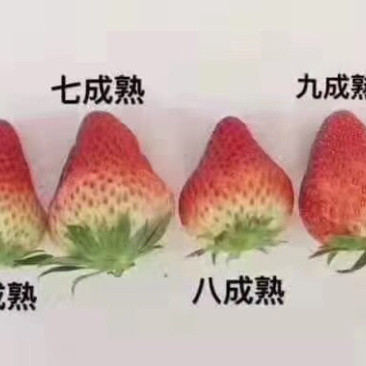 成都红颜草莓大量上市量大质优欢迎咨询