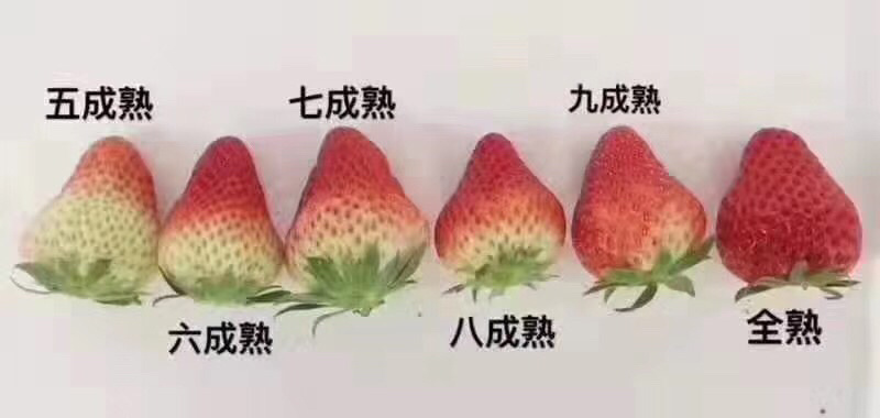 成都红颜草莓大量上市量大质优欢迎咨询