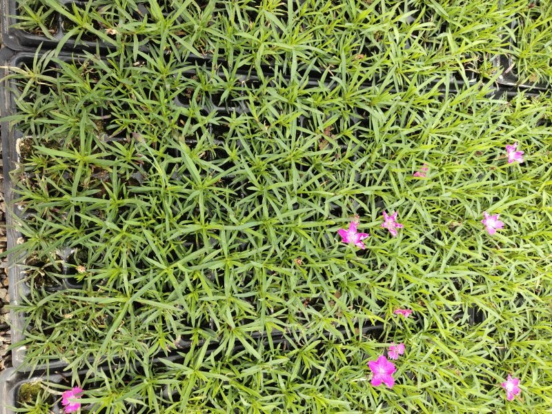 欧石竹穴盘苗子，每盘128棵，款款精品，常年开花，开花草