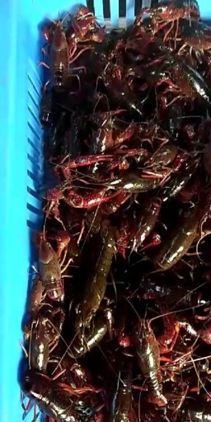 漓江小龙虾底部干净肉质饱满