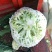 温州花菜大量上市