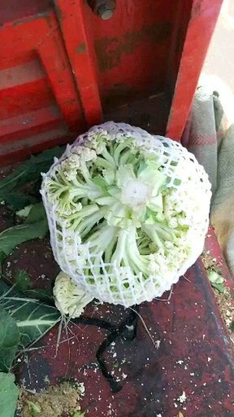 温州花菜大量上市