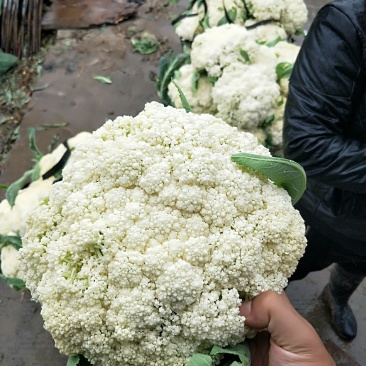 温州花菜大量上市