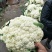 温州花菜大量上市