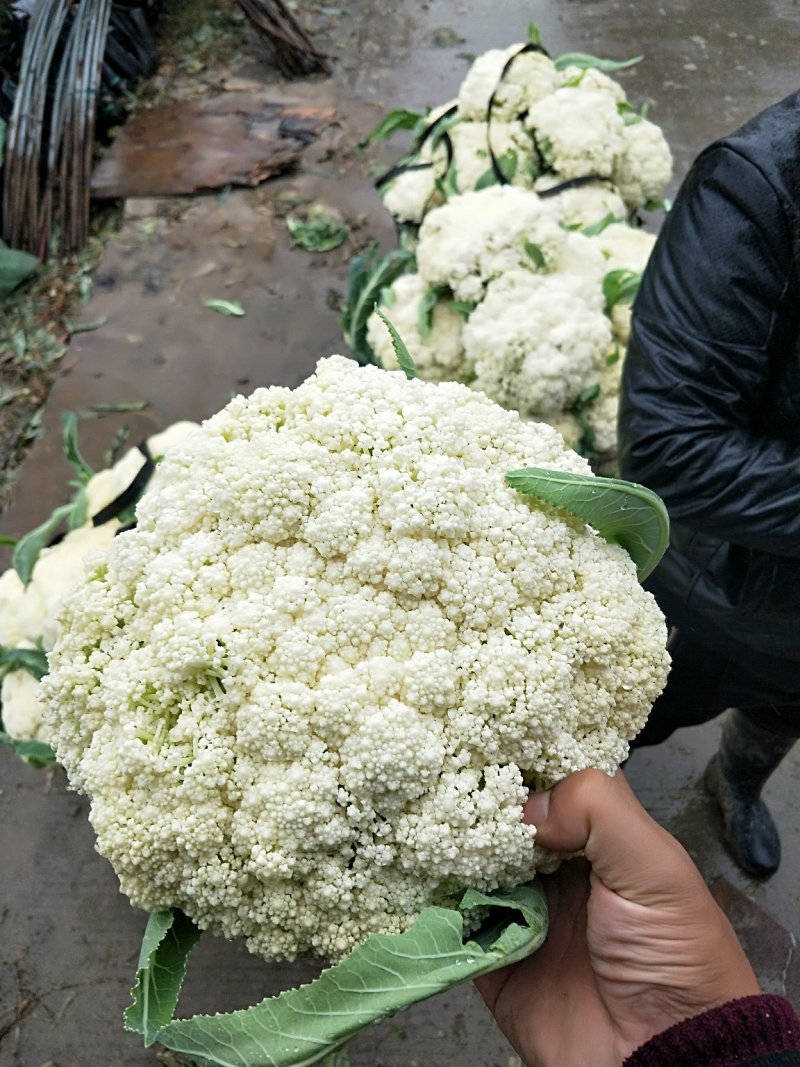 温州花菜大量上市