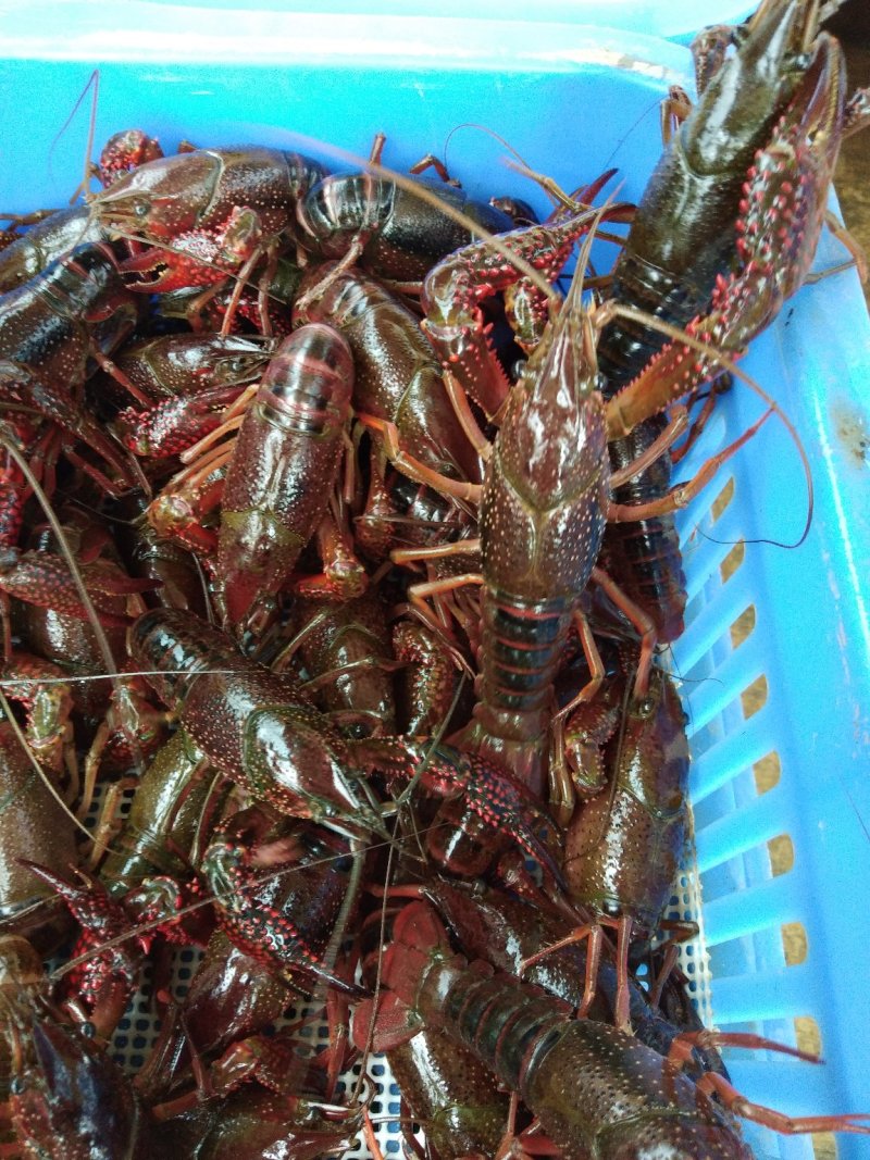 789两虾炮头湖虾当天捕捞