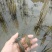 澳洲淡水小龙虾虾苗规格1～3钱