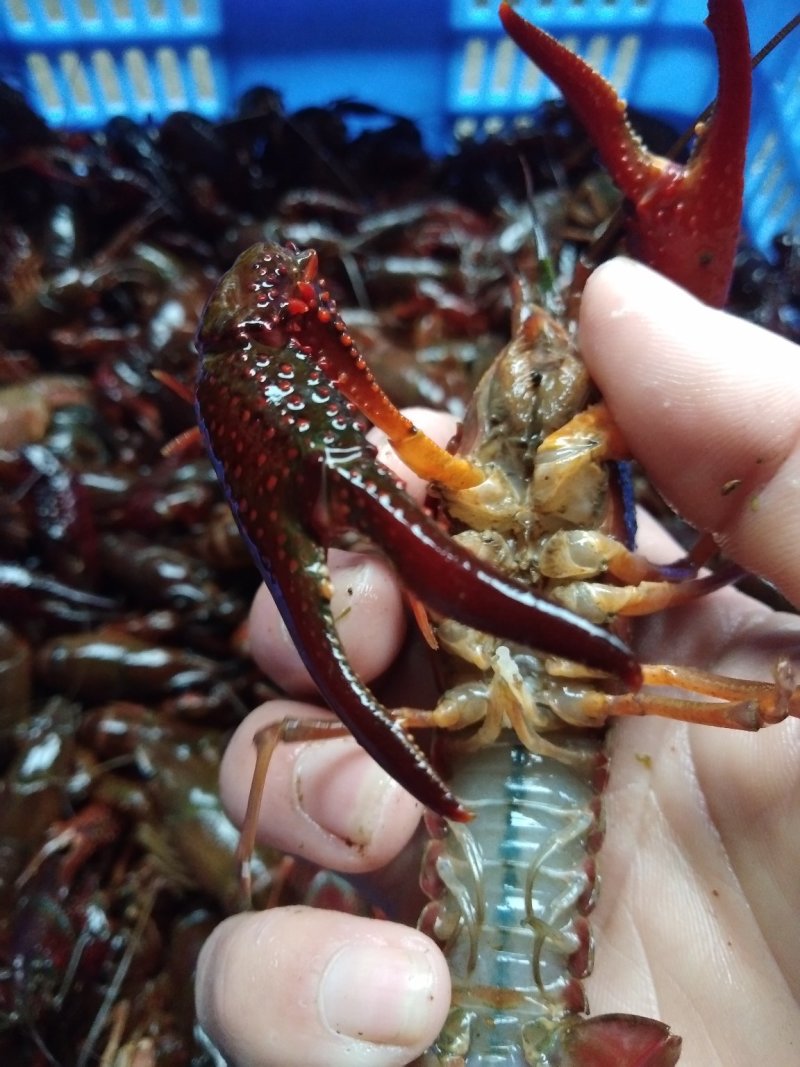广西桂林成品小龙虾～塘口小龙虾～底部净肉质