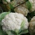 有机花菜精品量大，代发全国，保证质量有要的抓紧联系