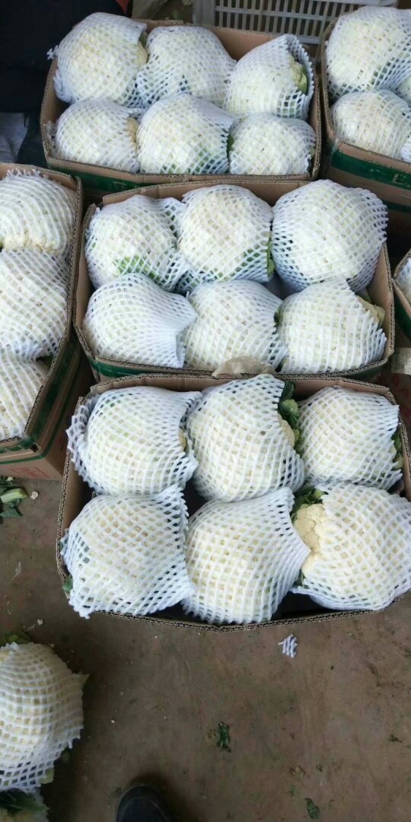有机花菜精品量大，代发全国，保证质量有要的抓紧联系