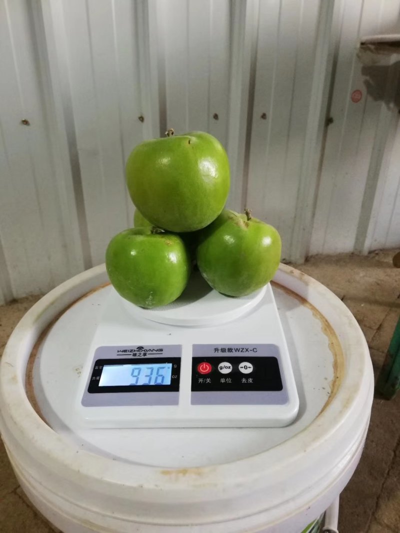 青枣苗密丝枣苗牛奶枣苗当年种植当年结果，丰产……