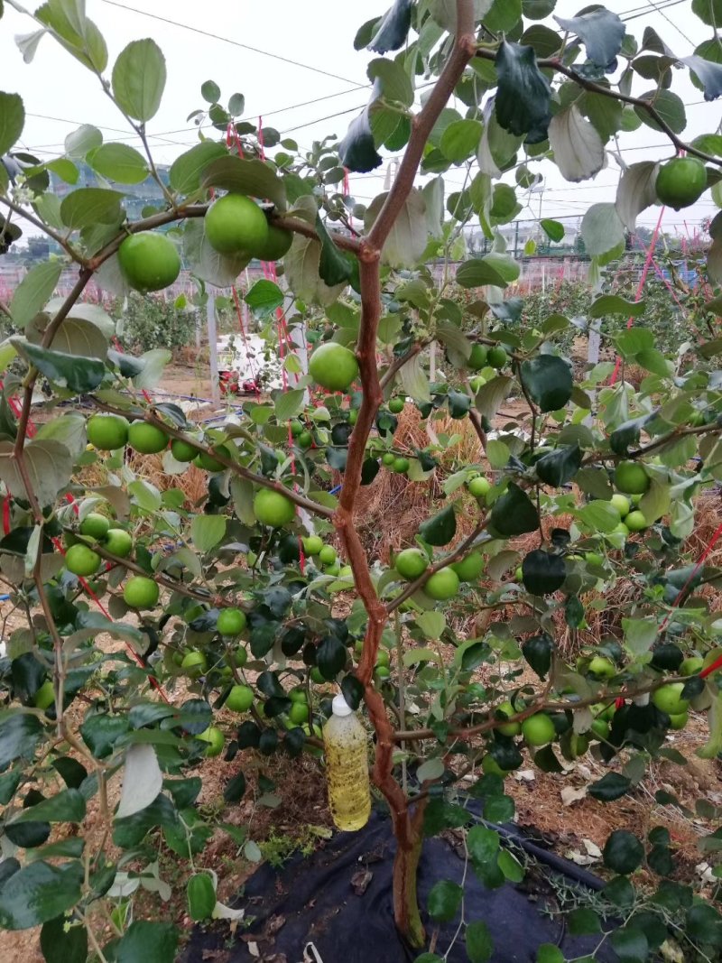 青枣苗密丝枣苗牛奶枣苗当年种植当年结果，丰产……