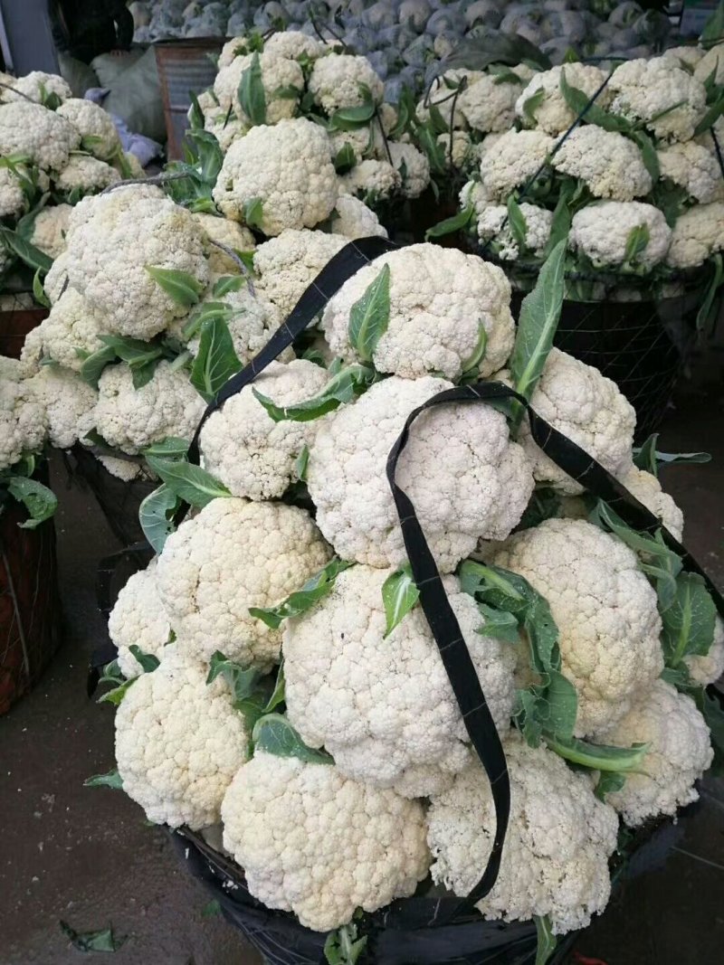 有机花菜精品量大，代发全国，保证质量有要的抓紧联系
