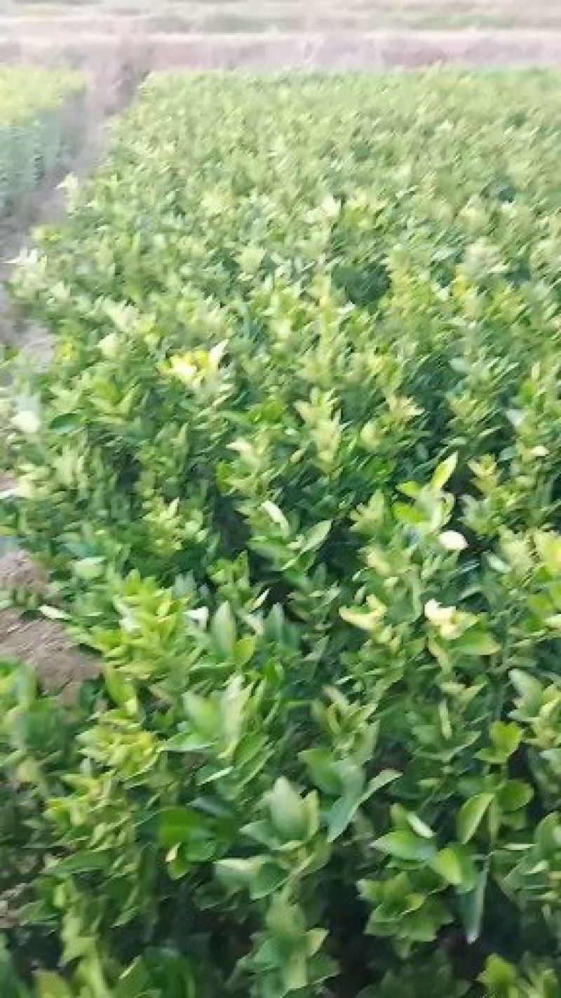 卡拉卡拉红肉脐橙苗一品种纯正，质量优，可鉴合同，提供技术