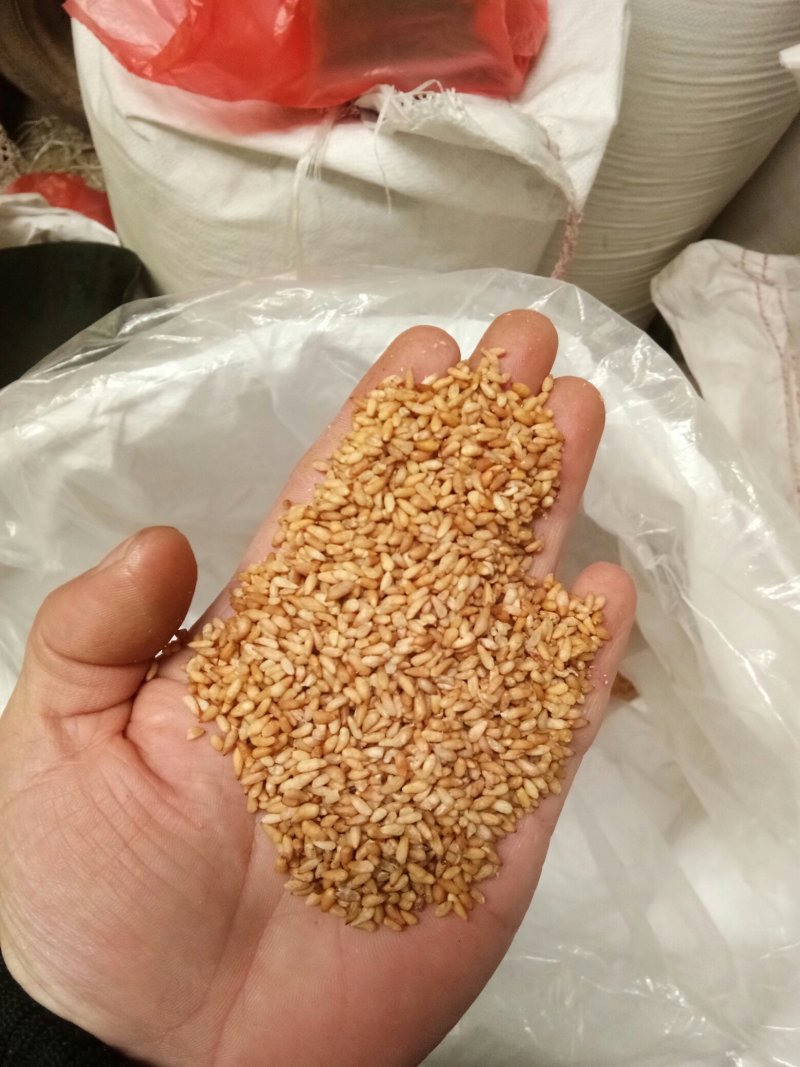 柏子仁柏仁纯仁无硫无杂山东货颗粒饱含量高大货批发