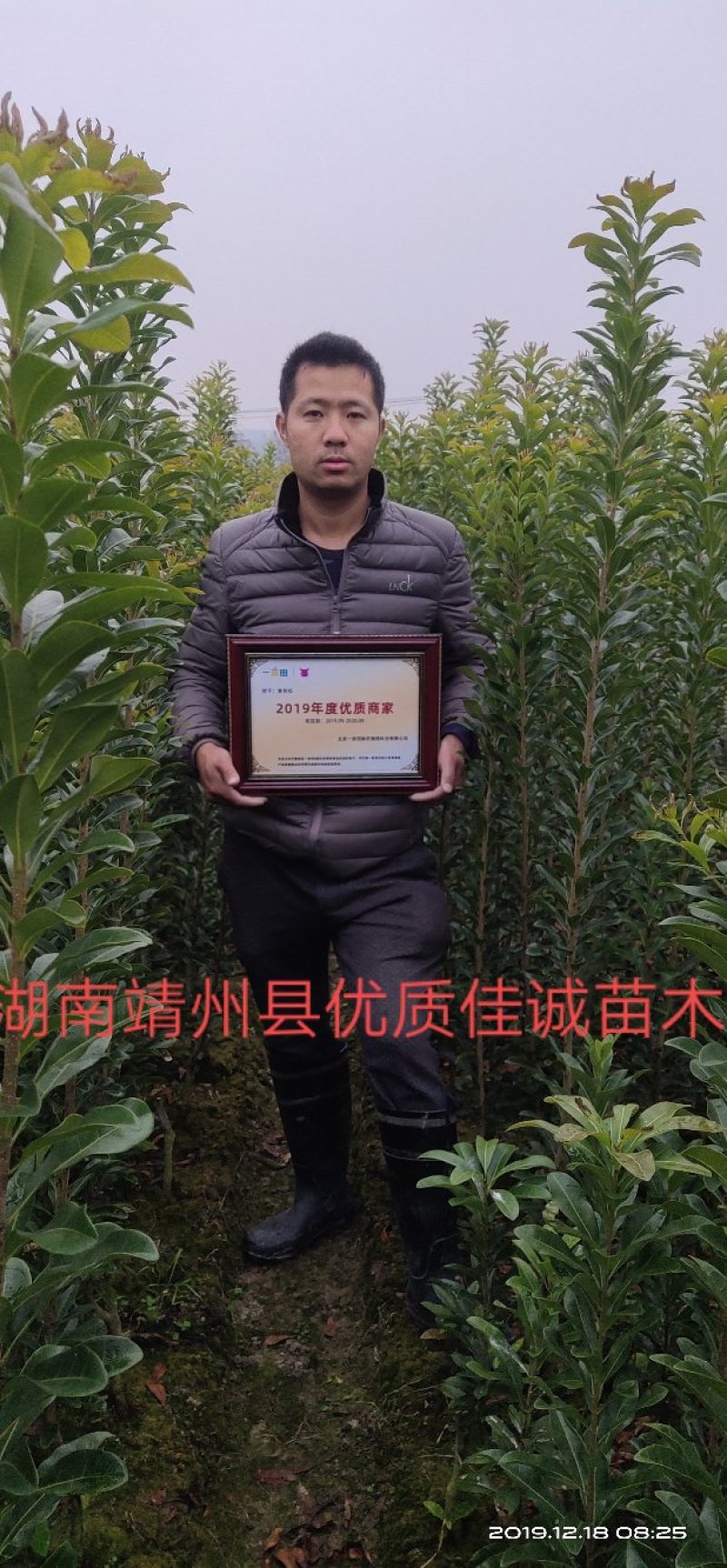 包邮乌梅孛荠黑炭杨梅树苗，提供技术支持量大从优