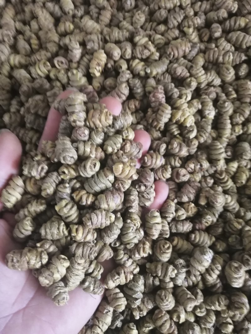 金福堂铁皮石斛枫斗.肉质饱满.货源稳定.一手货源