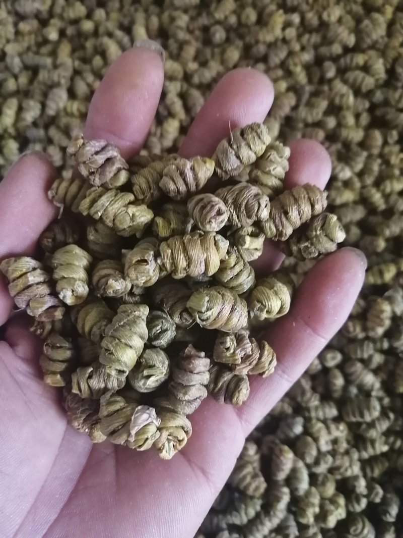 金福堂铁皮石斛枫斗.肉质饱满.货源稳定.一手货源