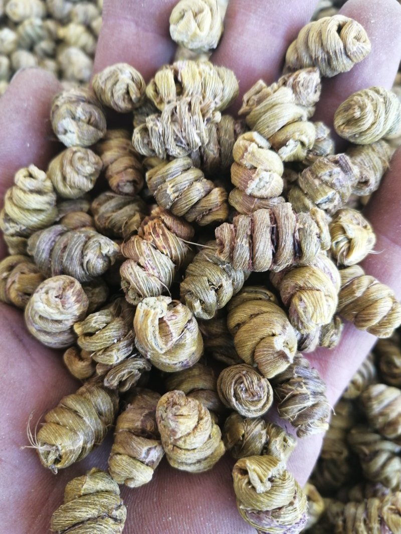 金福堂铁皮石斛枫斗.肉质饱满.货源稳定.一手货源