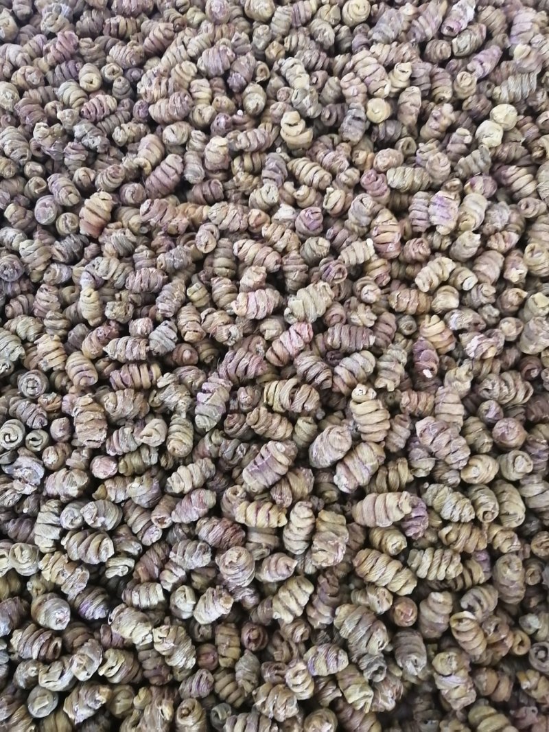 金福堂铁皮石斛枫斗.肉质饱满.货源稳定.一手货源