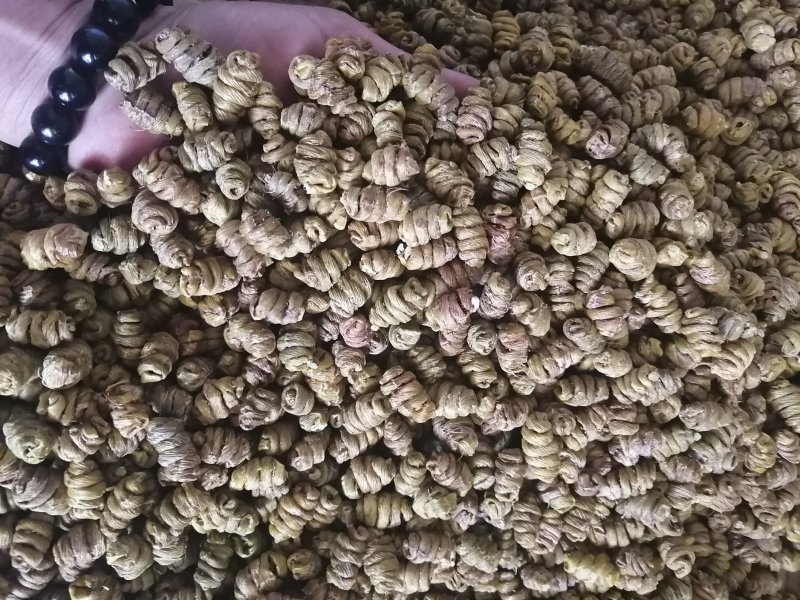 金福堂铁皮石斛枫斗.肉质饱满.货源稳定.一手货源