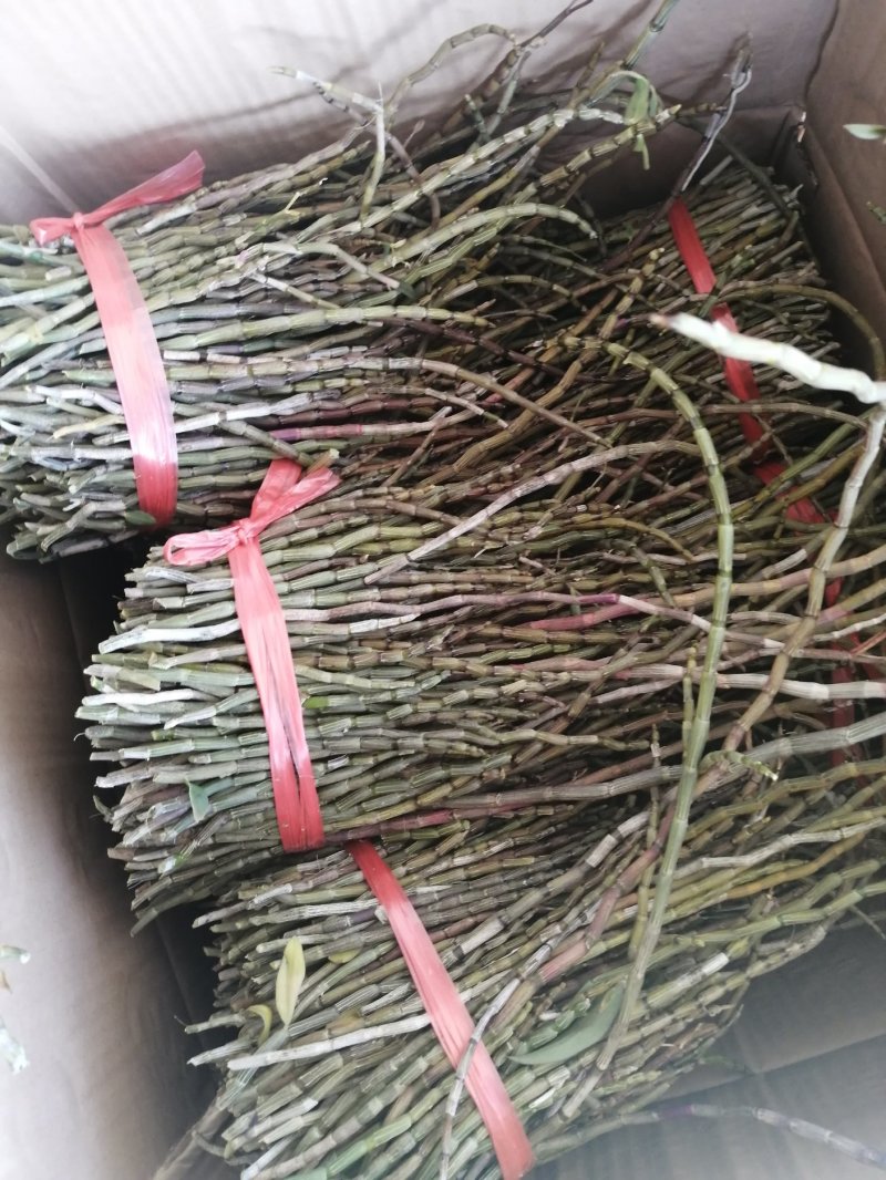 金福堂铁皮石斛枫斗.肉质饱满.货源稳定.一手货源