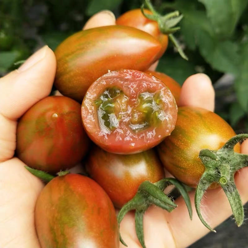 千禧，贝贝小番茄苗，红，粉，绿，黄，紫，迷彩，