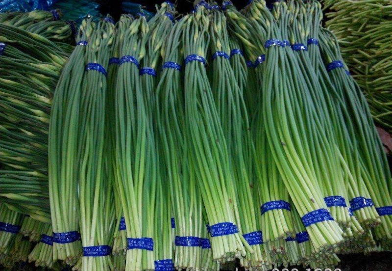 金乡蒜苔冷库蒜苔正在上市中需要联系