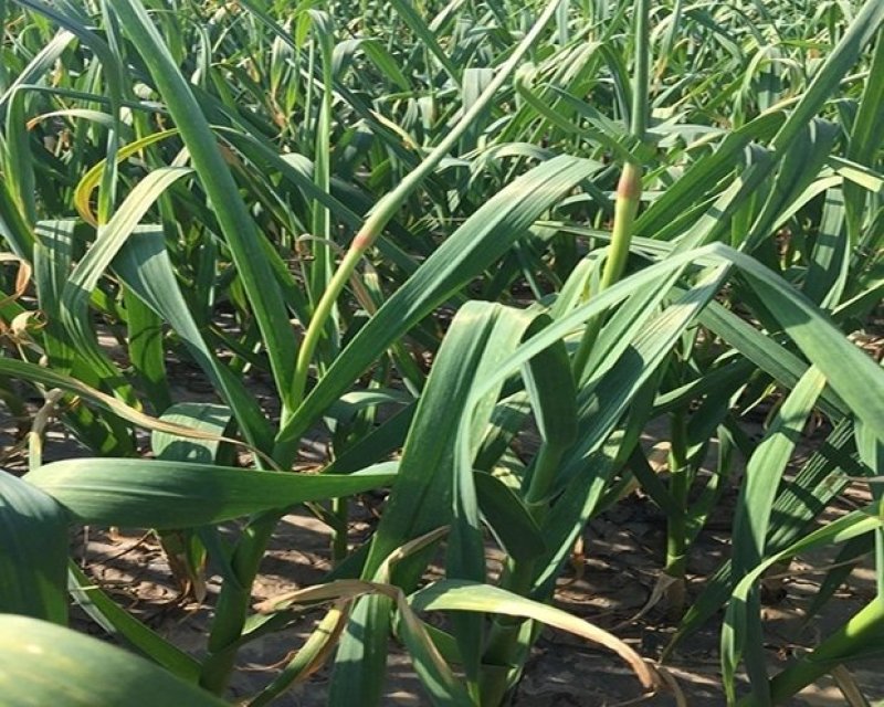金乡蒜苔冷库蒜苔正在上市中需要联系