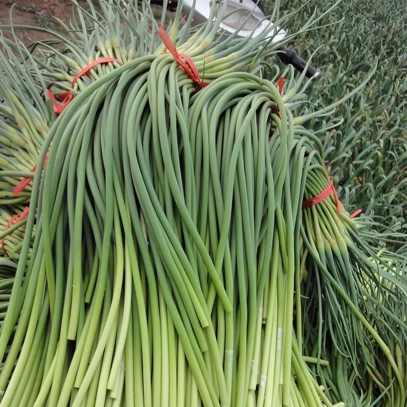 金乡蒜苔冷库蒜苔正在上市中需要联系