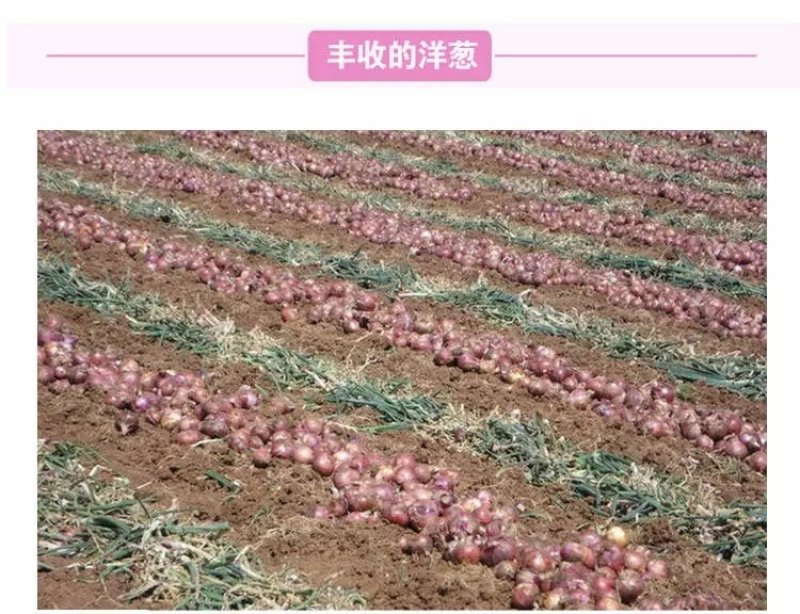 优质洋葱，紫皮黄皮都有，欢迎有需要的老板前来采购