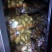 精品土豆大量有货以质论价合作共赢