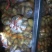 精品土豆大量有货以质论价合作共赢