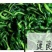 脆黄瓜皮黄瓜黄瓜黄瓜皮