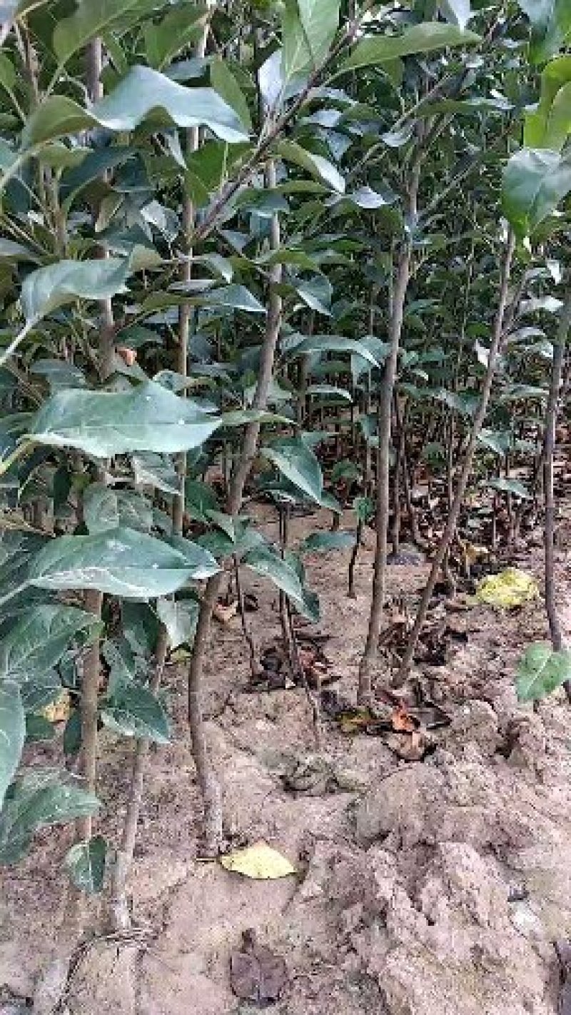 矮化苹果苗矮化子根砧木露利苹果苗苹果苗新品种早熟品种