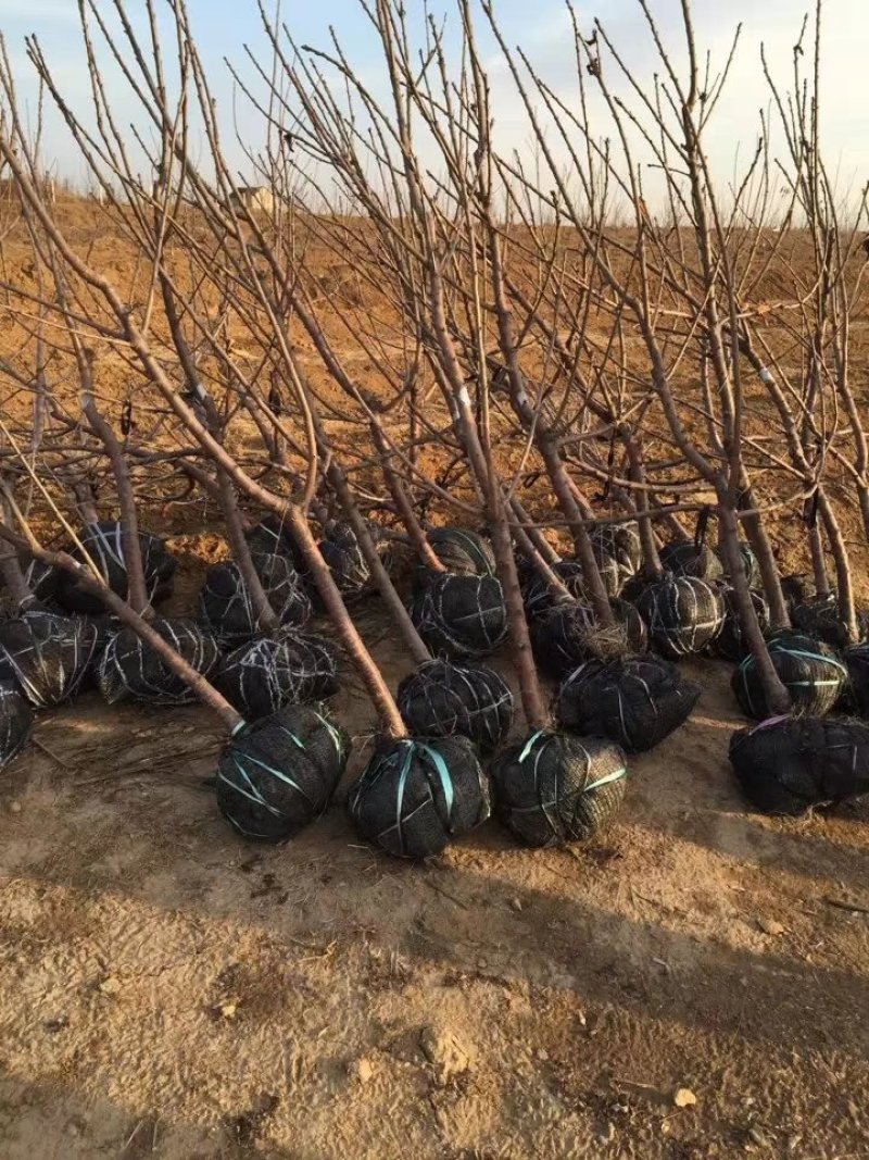 美早樱桃苗1-3年苗大棚用樱桃苗包成活矮化樱桃苗