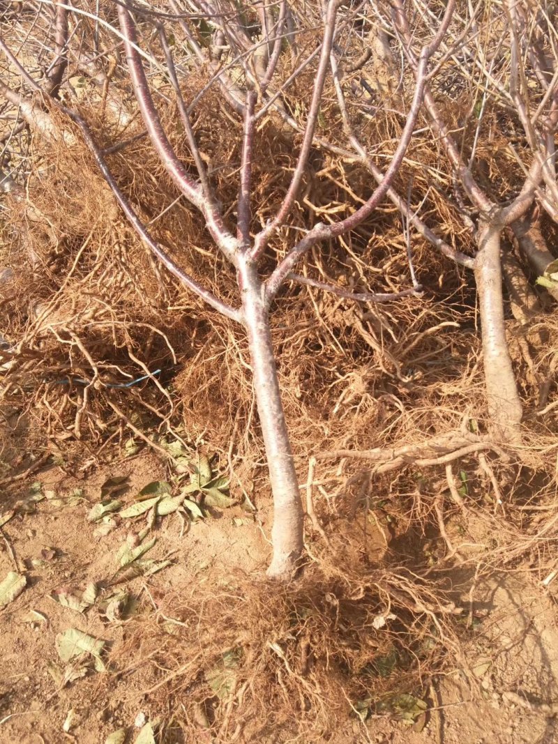 美早樱桃苗1-3年苗大棚用樱桃苗包成活矮化樱桃苗