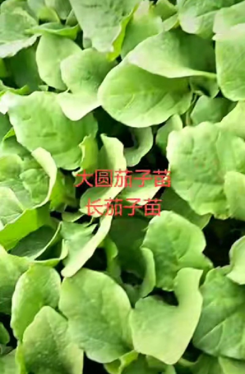 蔬菜-茄子苗嫁接苗直生苗根系发达易成活抗病强