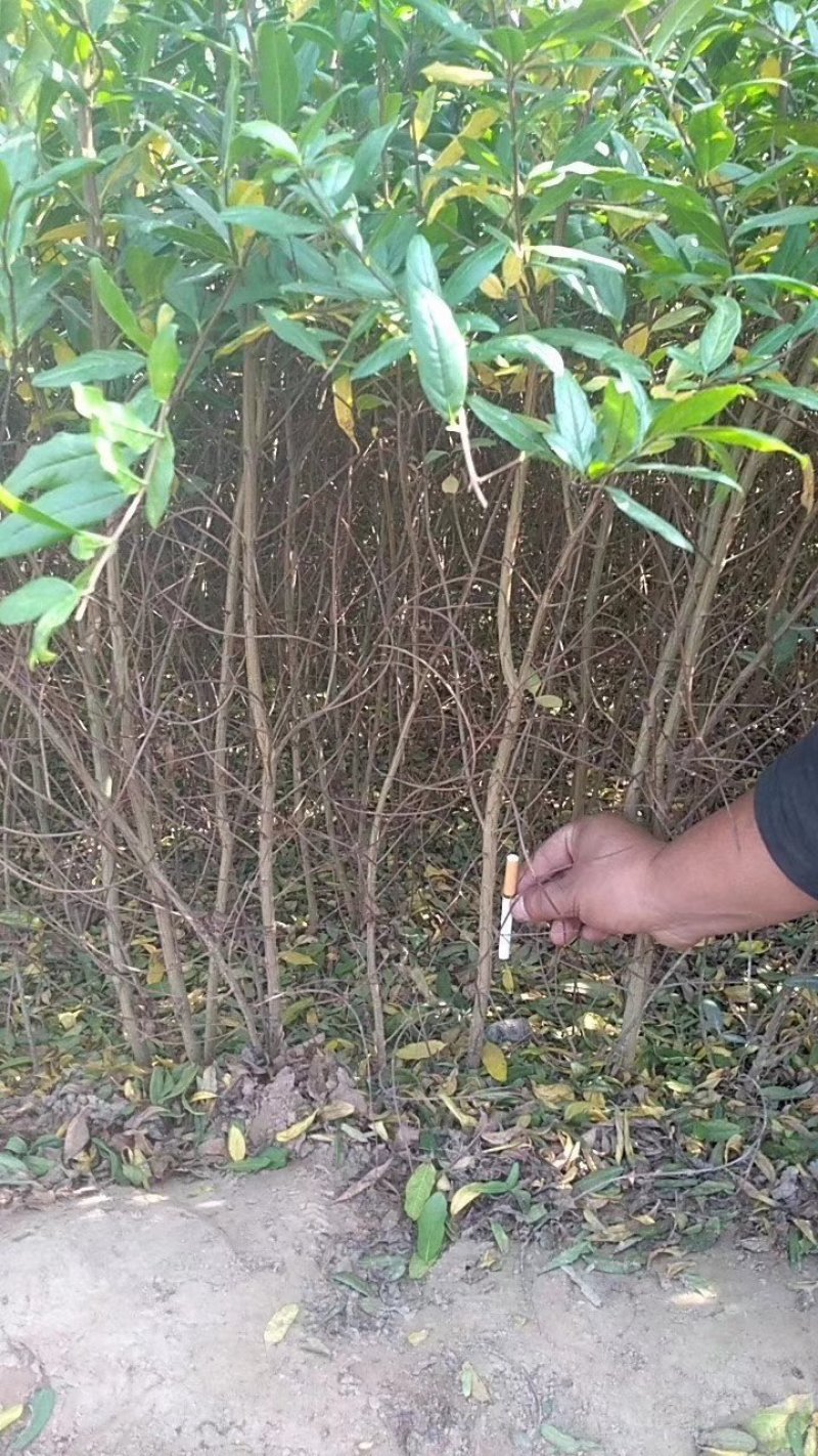 突尼斯软籽石榴树苗包邮发货包成活