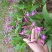 安徽紫花宽叶三叉白芨种苗白芨苗白芨种苗白芨种植
