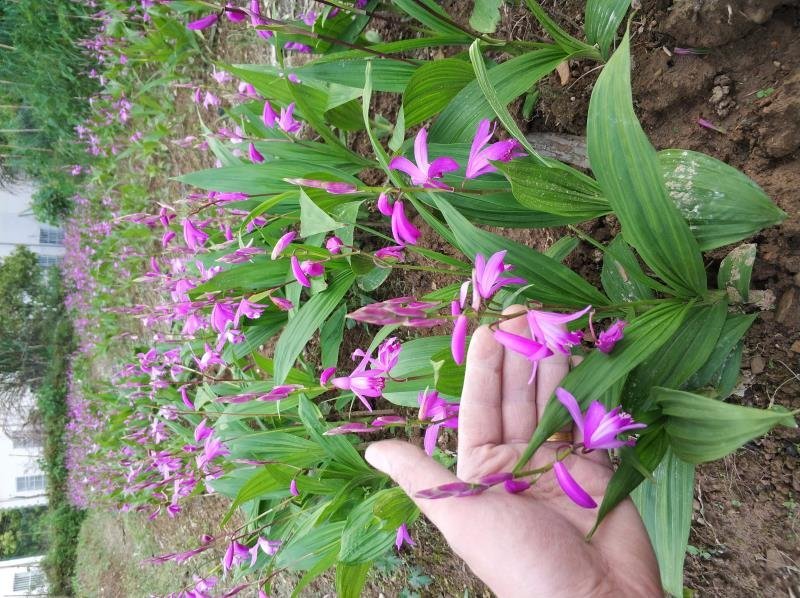 安徽紫花宽叶三叉白芨种苗白芨苗白芨种苗白芨种植