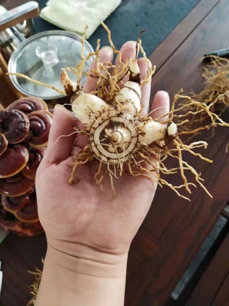 安徽紫花宽叶三叉白芨种苗白芨苗白芨种苗白芨种植