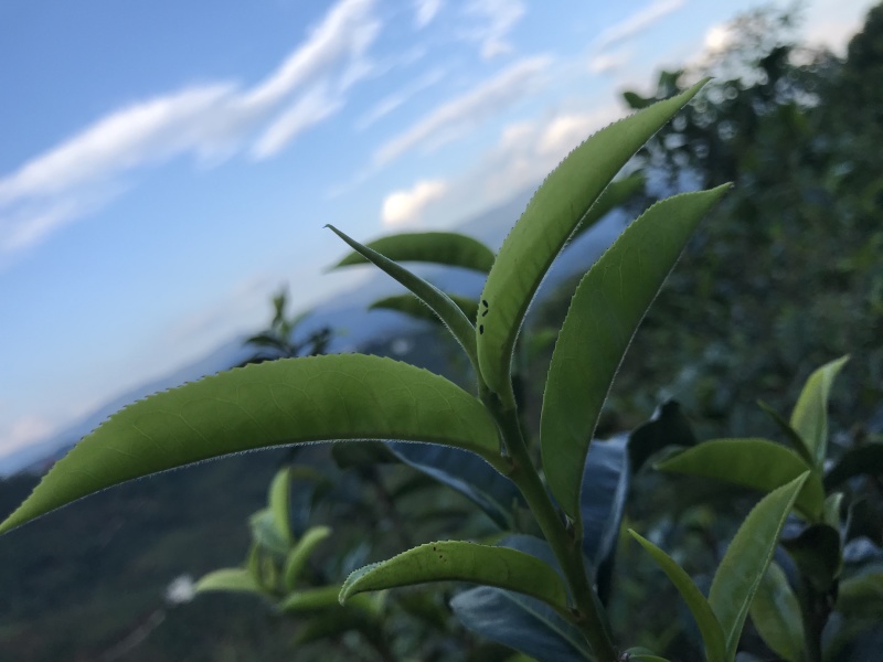 大雪山（单株王1号）散料